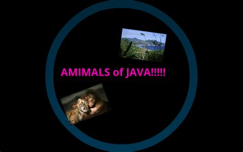 Java Animals 的图像结果