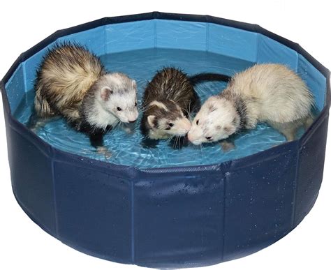 Marshall Pet Products Ferret Swiming Pool : Amazon.ca: Pet Supplies