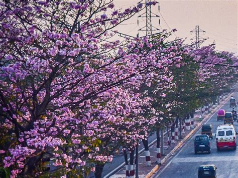 Pretty In Pink: How Spring Bloom Has Turned India Into A Paradise