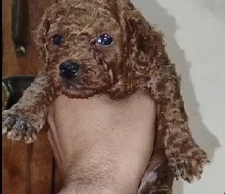 Poodle Price In Bangalore - Best For Pets