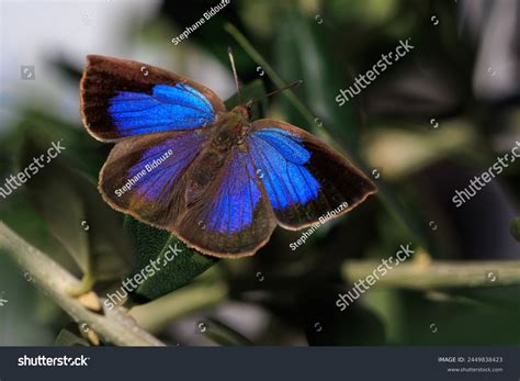 Japanese Oakblue Arhopala Japonica Endemic Species Stock Photo 2449838423 | Shutterstock