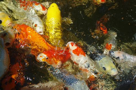 No One is the Boss... koi fish behaviors, Why they do what they do. read on ! - Windsor Fish ...
