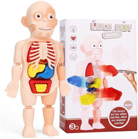 Buy Cubeskool Human Body Anatomy Model – STEM Educational Toy for Kids ...