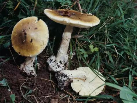 16 Die Due To Mushroom Poisoning In Assam: A Risk That Poor Tea Garden ...