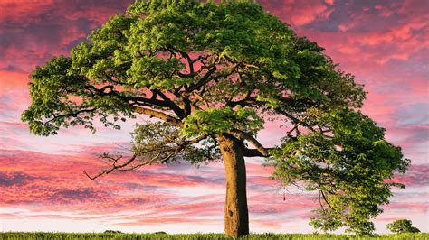 Lone tree Wallpaper 4K, Aesthetic, Sunset, Landscape
