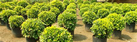 Sri SivaParvathi Nursery