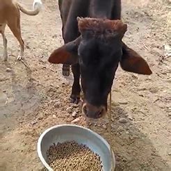 Animal rescue in una(+91 93175-50543)