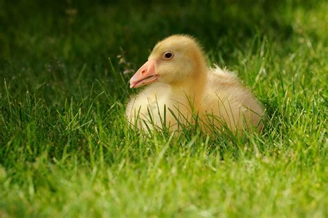 Free Images : duck, beak, water bird, ducks, geese and swans, goose, grass family, livestock ...