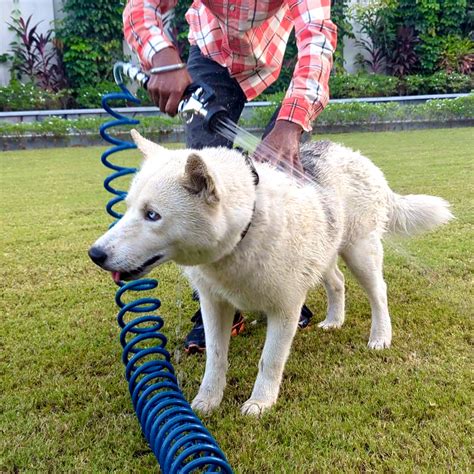 Zephyr Pet Wash Recoil Hose with Soft Spray GentleFlow Gun (10 mm × 8