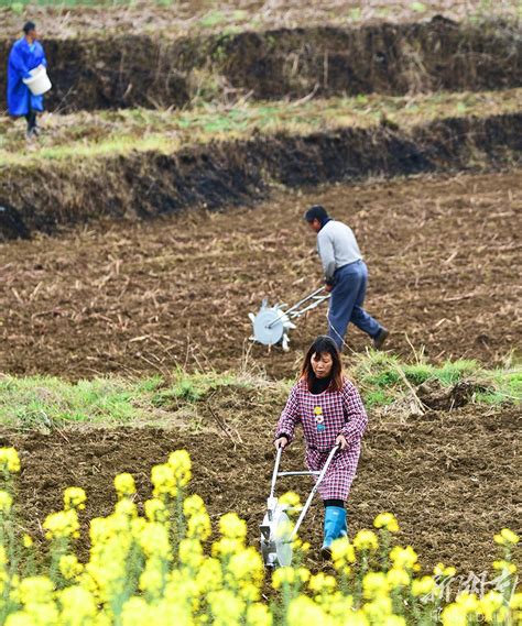 湖南嘉禾：人勤春来早 土豆播种忙-人民图片网