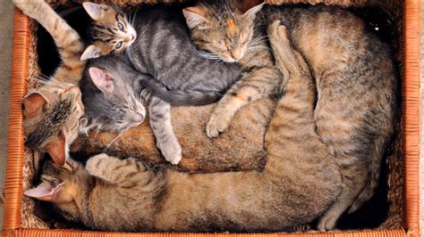 Cat Breeds That Are Known To Form Deep Connection With Humans | Times Now