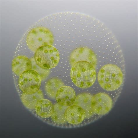 On Biology Unicellular to multicellular: What can the green alga Volvox tell us about the ...