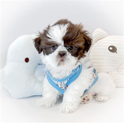 Cute Teacup Shih Tzu Puppies