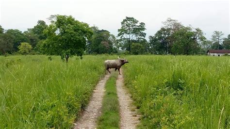 Manas National Park - Safari Details, Timings & Tips