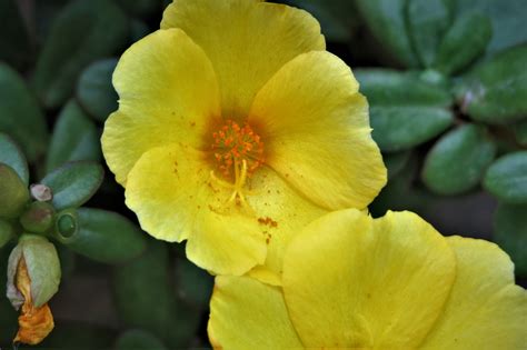 Flower Yellow Orange free image download