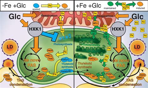 How iron and metabolic constraints can aid gene discovery for ...