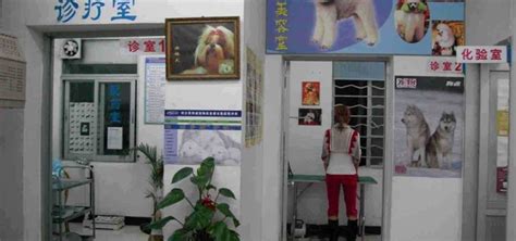 爱佳动物诊所_北京市