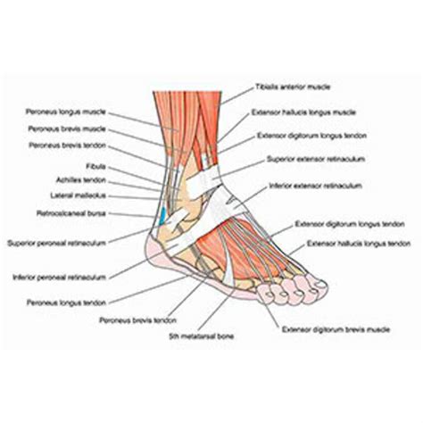 Foot Diagram 的图像结果