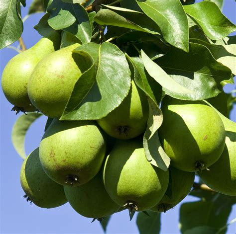 D’Anjou Pear Tree – Sweet, Juicy & Easy to Grow | Cold Hardy