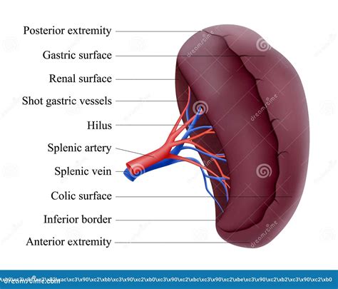Anatomy Of Spleen