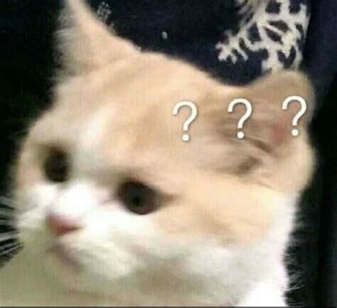confused cat | Meme về mèo, Cute kittens, Thú con