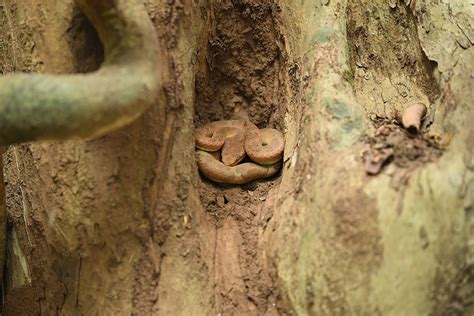 Malabar Pit Viper at Aralam | Aralam Wildlife Sanctuary | Kerala Tourism
