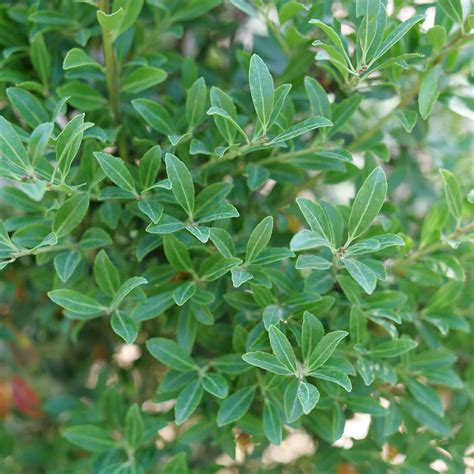 Inkberry Holly | Squeeze Box® | Proven Winners® Shrubs - Proven Winners ...