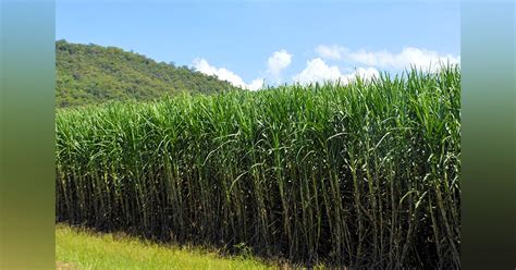 Visit A Sugarcane Farm! | LBB