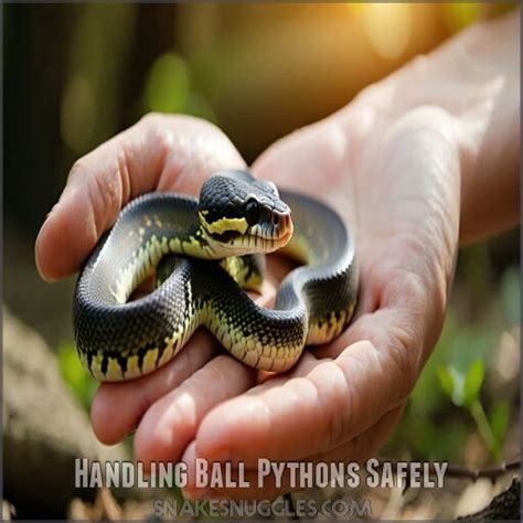 Image result for Handling a Ball Python