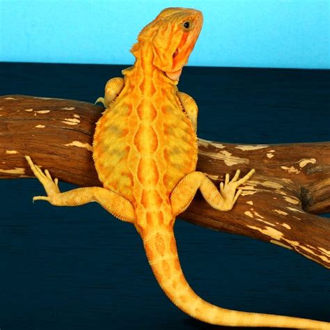 Orange Bearded Dragons