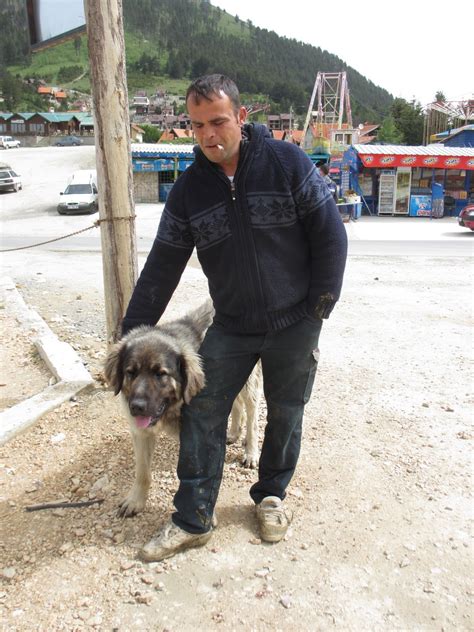 Cannundrums: Sharr Mountain (Kosovo) Sheep Cheese