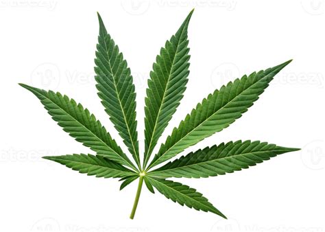 Cannabis leaf isolated on transparency background with vibrant green ...