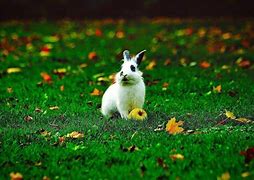 Image result for Fruits Rabbits Can Eat