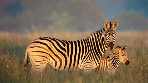 Bing Zebra Wallpaper 的图像结果