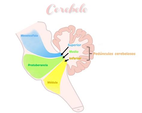 CEREBELO | Anatomía del cerebelo, Anatomia y fisiologia, Anatomia y ...