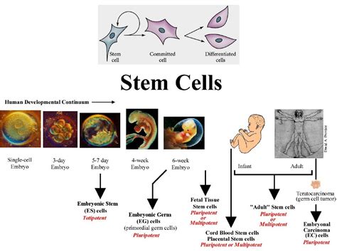 Embryonic Stem Cells Controversy