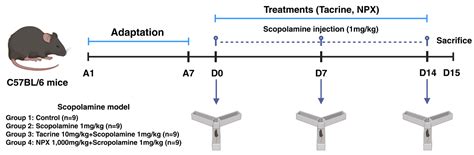 Effects of a Natural Polyherbal Extract on Alleviating Scopolamine ...