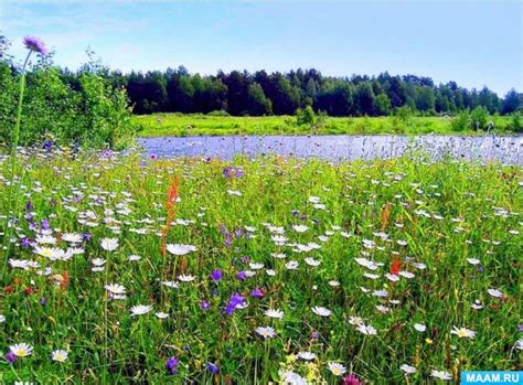 Растения луга Воронежской области (20 фото). Воспитателям детских садов ...