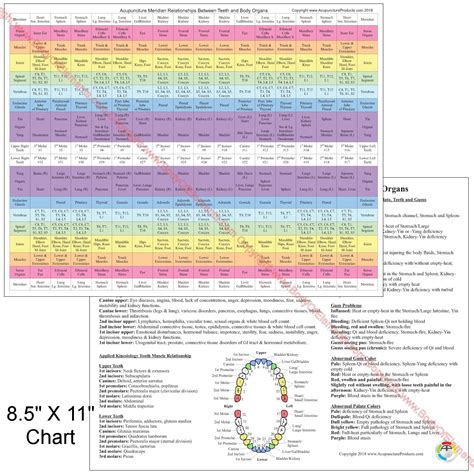 Acupuncture Meridian Dental Chart 8.5" X 11" – Body of Elements