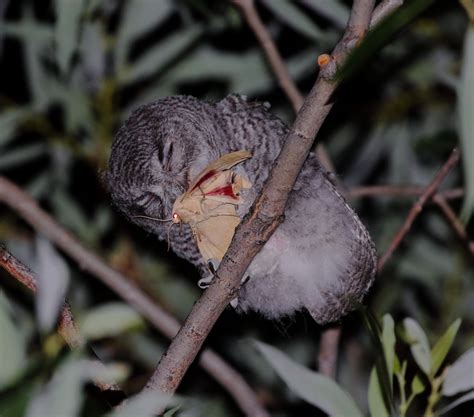 eBird Checklist - 15 Jul 2024 - Carson River Park/Silver Saddle Ranch ...