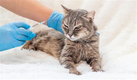Veterinarian vaccination of cats selective focus animal | Premium Photo