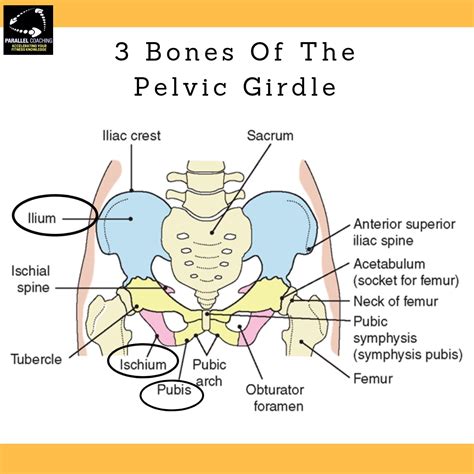 Pelvic Anatomy Images