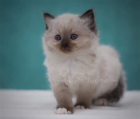 RAGDOLL KITTEN PRICING | Carolina Kits