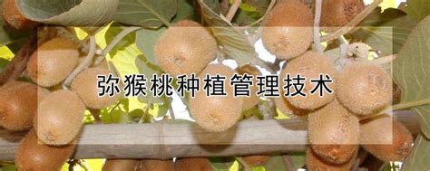 弥猴桃种植管理技术-农百科