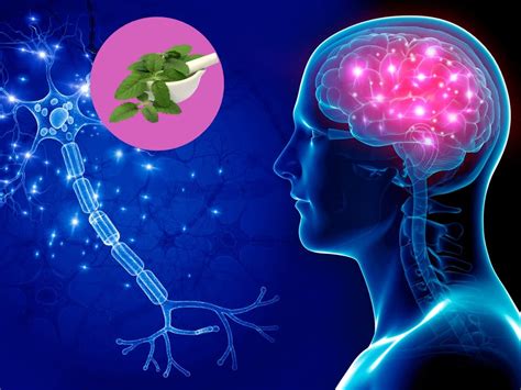 Herb for Brain Health & Growth | மூளை மந்தமாக இருக்கா... ‘இந்த’ மூலிகை ...