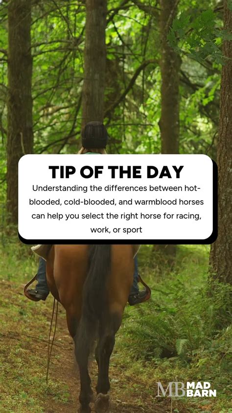 Cold Blood Vs Warmblood