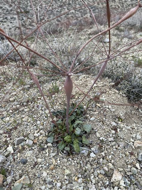 mineral county, nevada : r/whatsthisplant