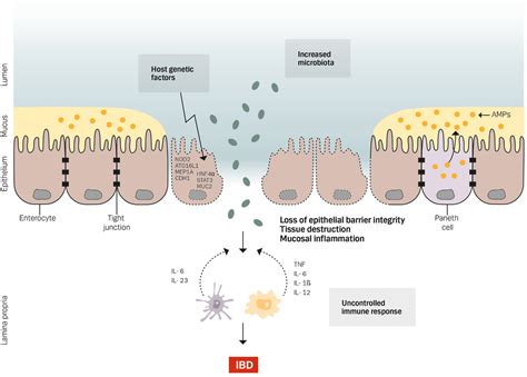 Frontiers | Intestinal Epithelium in Inflammatory Bowel Disease