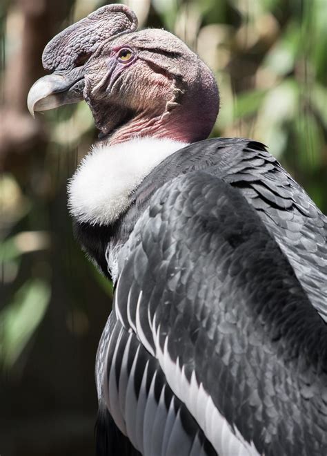 Types Of Vulture Bird at Paul Jamison blog
