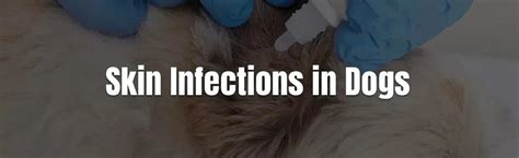 Understand Skin Infections in Dogs Causes and Treatments – Goel Vet Pharma